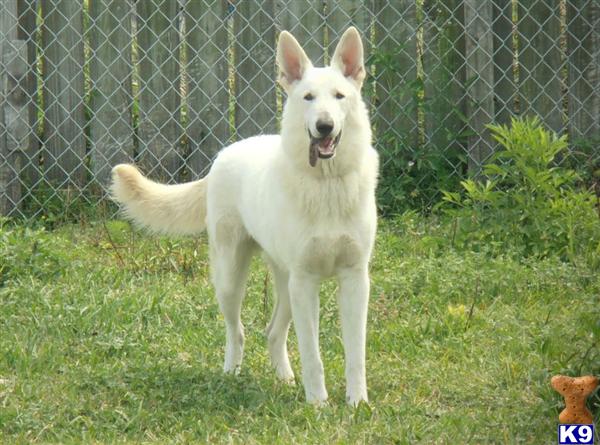 Rex
